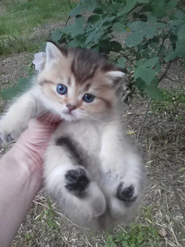 Продается котёнок — фото 4