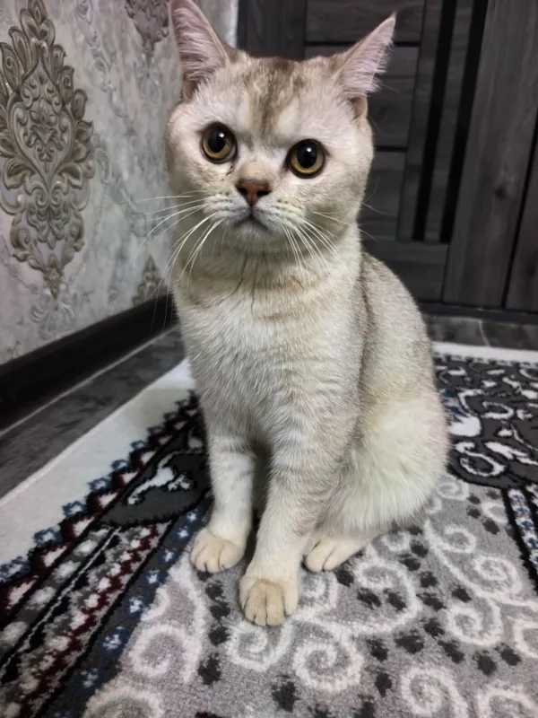 Shoshilinch Britan shinshillasi (British Shorthair) 1 Shoshilinch Britan shinshillasi (British Shorthair) 1