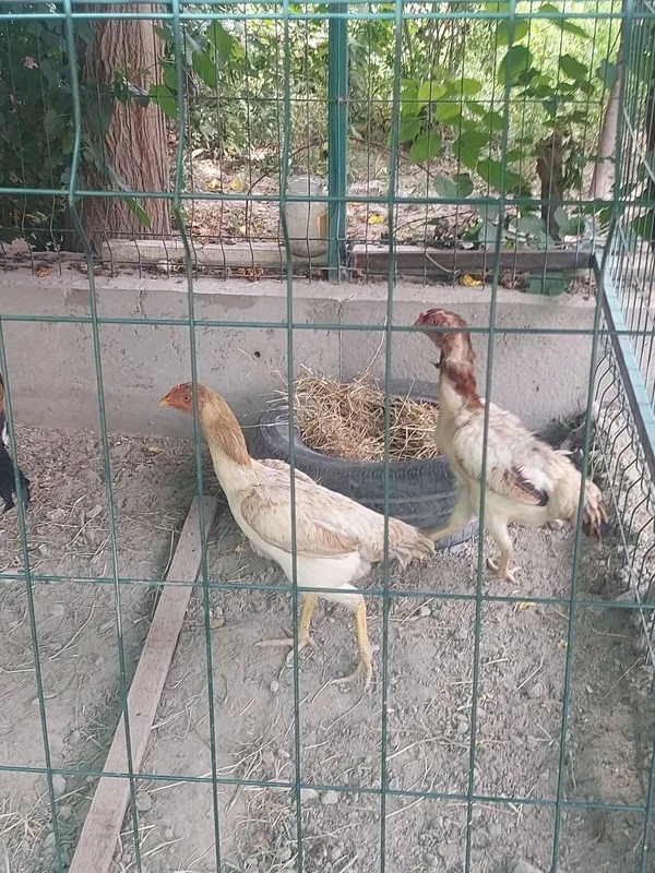 Куланги хуроз ва товуклар — фото 3