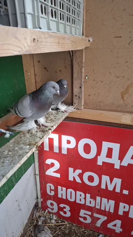Кабутарлар сотилади 11 дона — фото 2