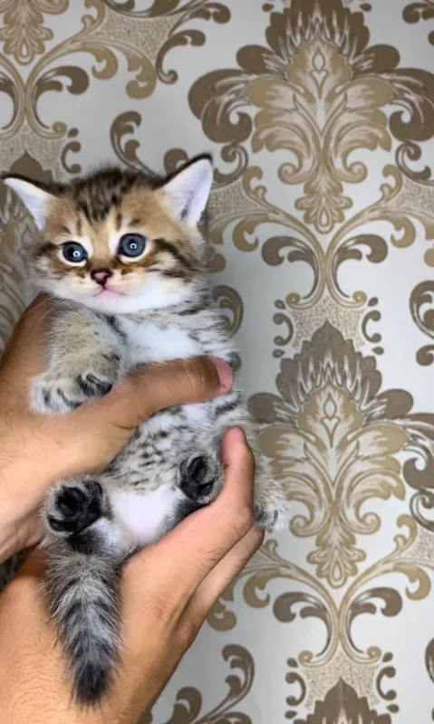 Катята ташкент , — фото 1