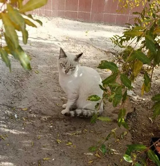 Кот, мальчик, 1.5 года — фото 2