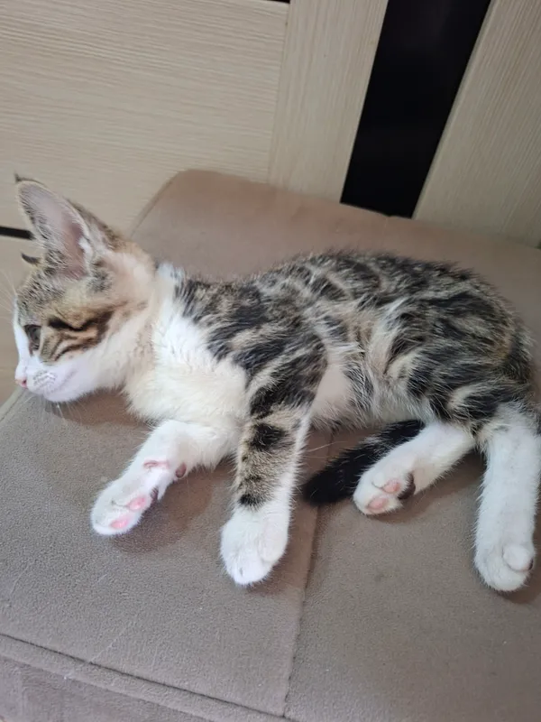 Срочно отдаём бесплатно котёнок 3