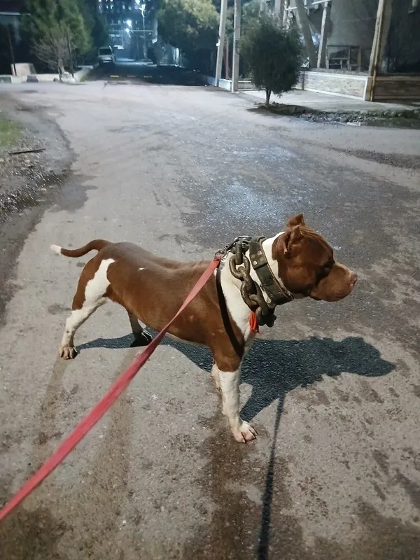 Pitbull Вйазка qoshish uchun — фото 3