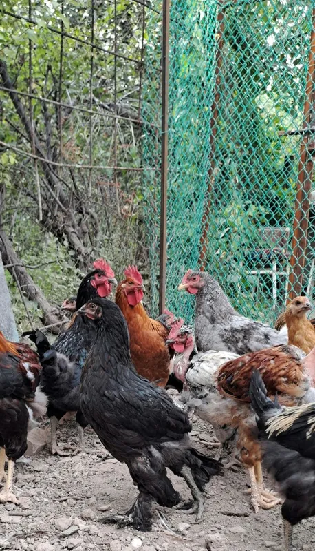 Продаются домашние цыплята 1 Продаются домашние цыплята 1