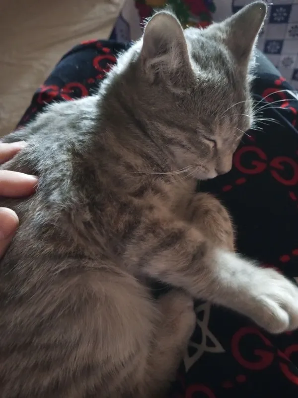 Домашняя красивая кошка — фото 3 Домашняя красивая кошка — фото 3