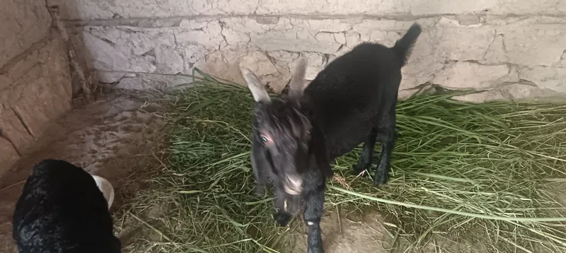 Echkilar sotiladi xolati juda zur 3 Echkilar sotiladi xolati juda zur 3