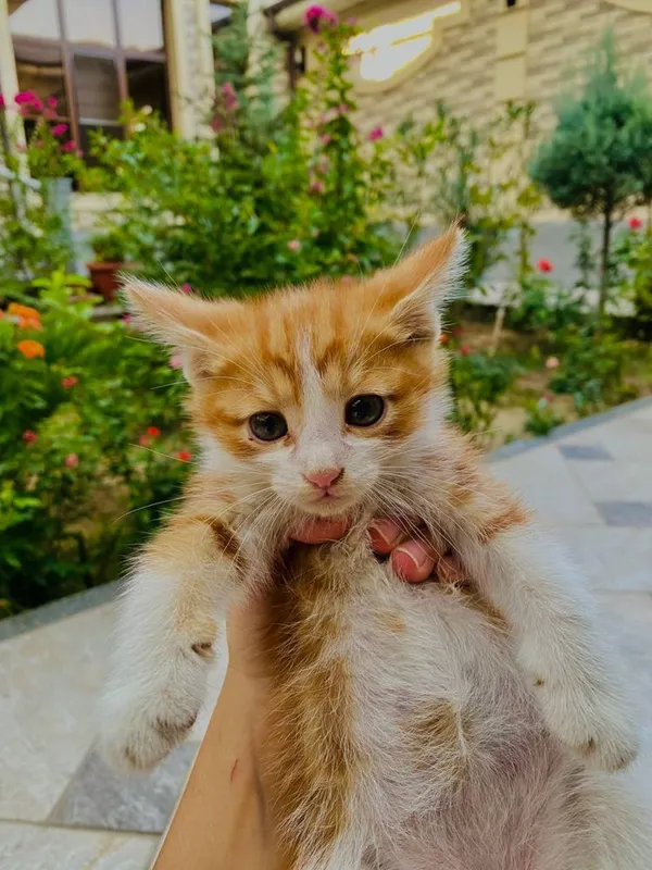 Отдам котят бесплатно 3 Отдам котят бесплатно 3