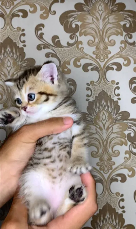 Катята ташкент , — фото 2