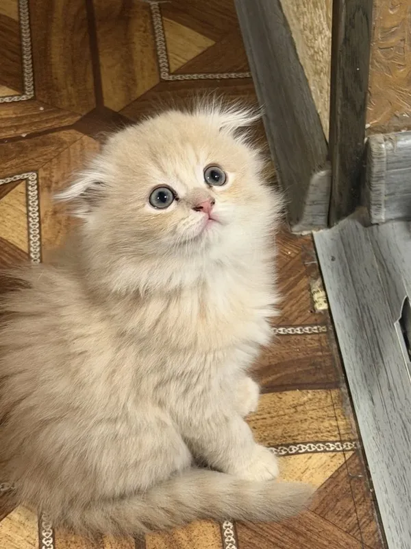 Продаются шотланские котята скотиш фолд 4 Продаются шотланские котята скотиш фолд 4