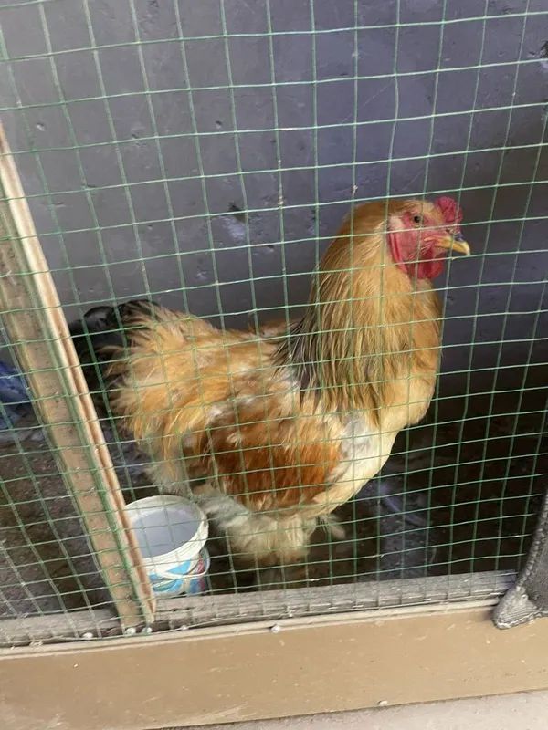 brama palvi va svetli xurozlari sotladi 3 brama palvi va svetli xurozlari sotladi 3