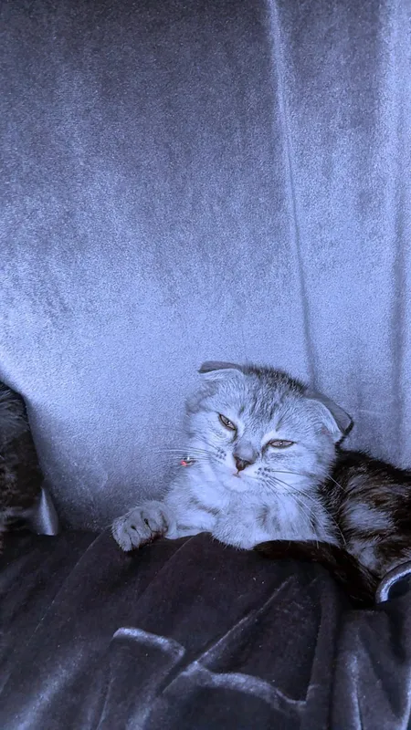 Скотиш фолд 1