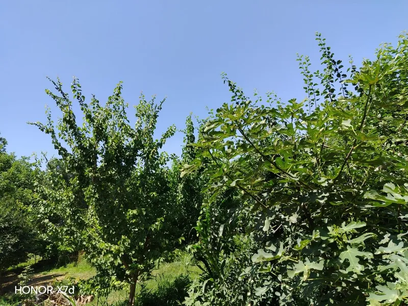 Agarot sotiladi yangiyo'l tuman mirzaboboyevda 10sotix bog'i bilan — фото 2