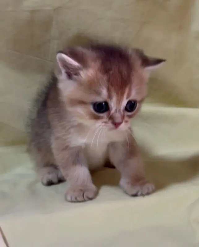 Скоттиш страйт мальчик золотая шиншилла — фото 2