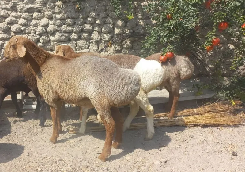 Qoy qoʻzilar qoʻylar sotamiz 2