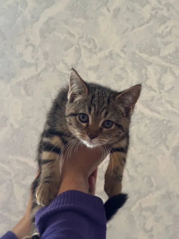Скотиш страйт 2,5 месяца, девочка — фото 2