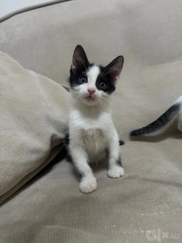 Отдается котенок (котик) 2 месяца, в хорошие руки 1