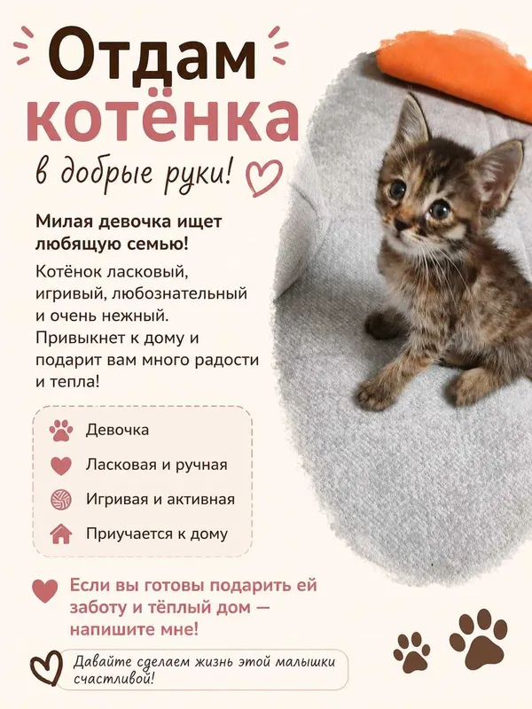 Котенок в добрые руки ненавязчивым остлеживанием судьбы! 1