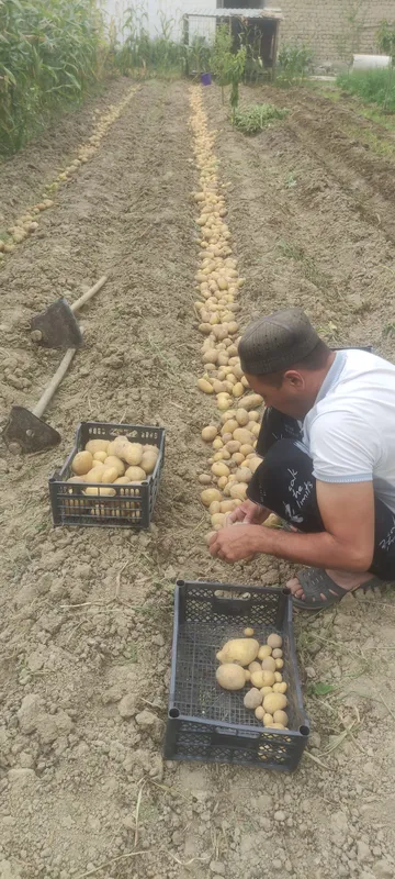 kartoshka