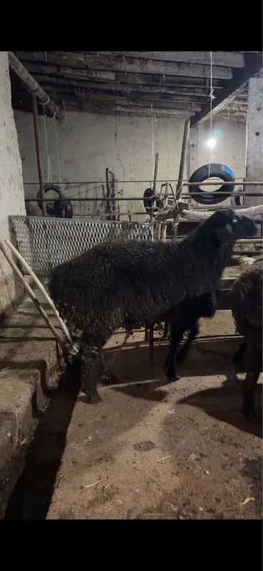 Hisori quchqorlar sotiladi SROCHNA!!! Qurbonlik va naslga