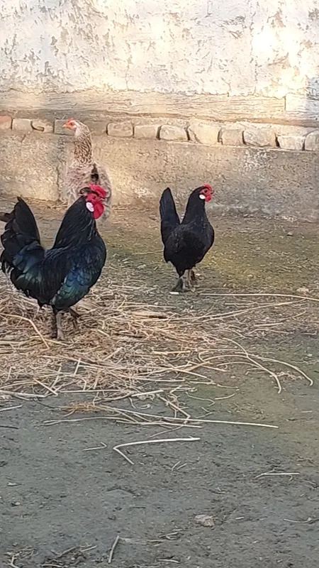 Bantam tovuq va xoʻrozi sotiladi — фото 4