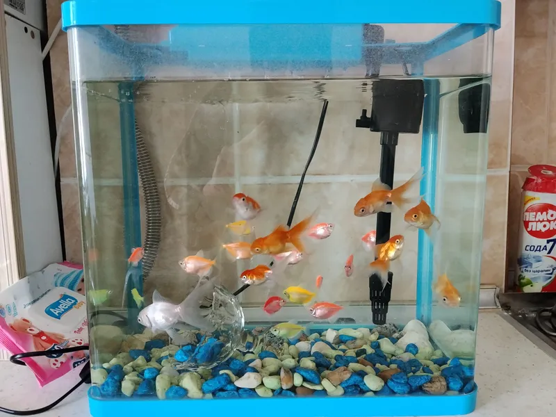 Baliqlar bilan akvarium 1 Baliqlar bilan akvarium 1