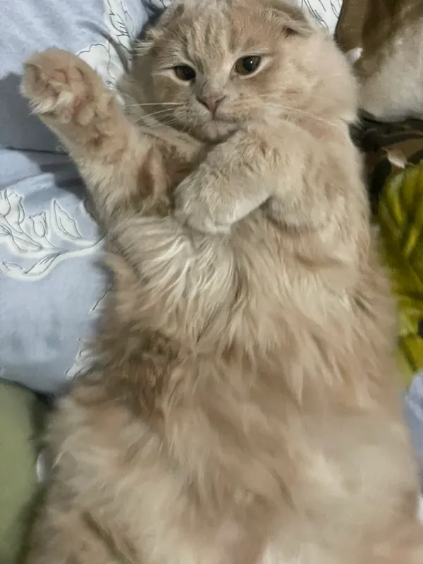 Шотландский вислоухий кот для вязки — фото 2