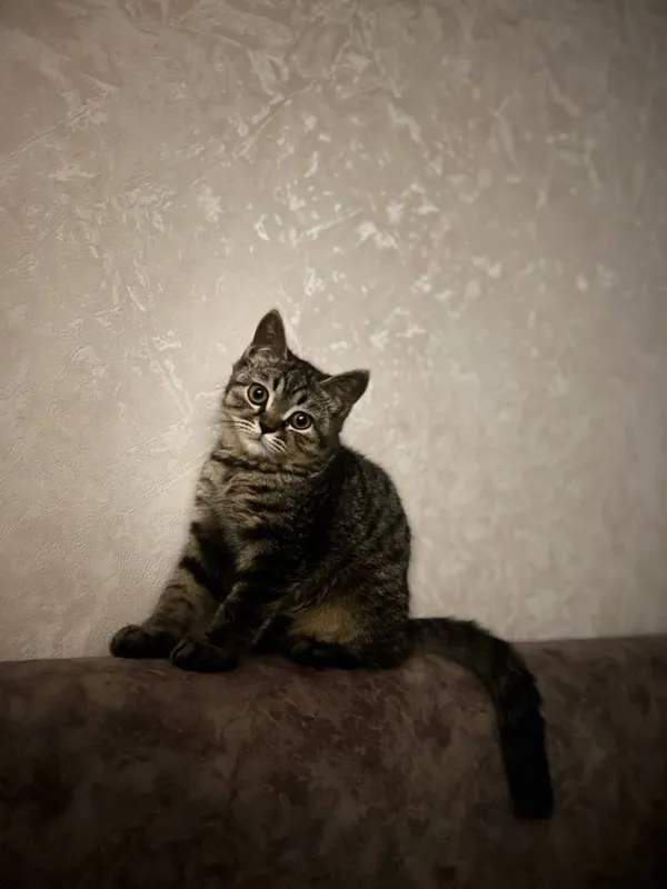 Скоттиш окрас табби — фото 2