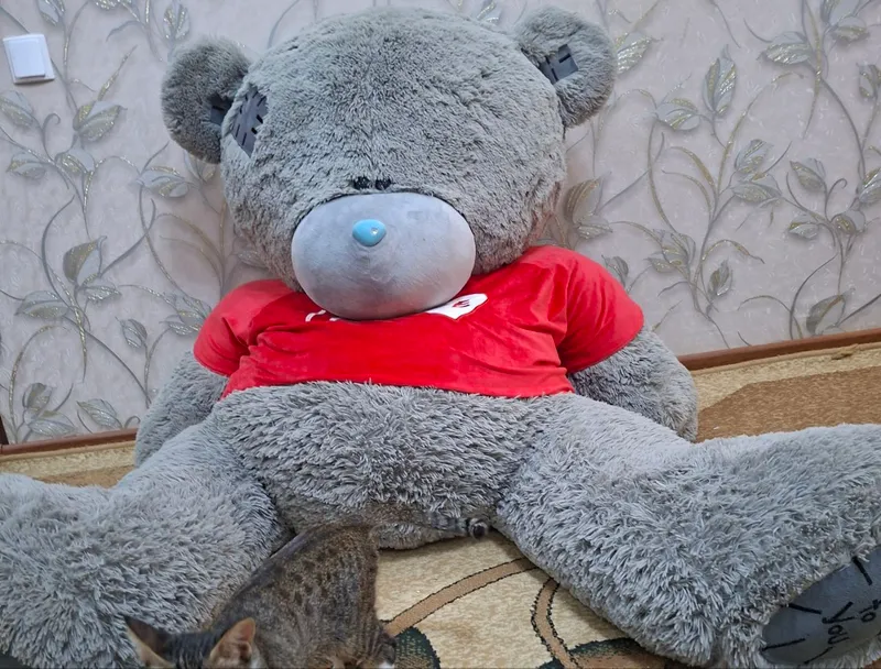 Teddy ayiq 8kgli chiroyli va yaxshi ko‘rinishda — фото 1