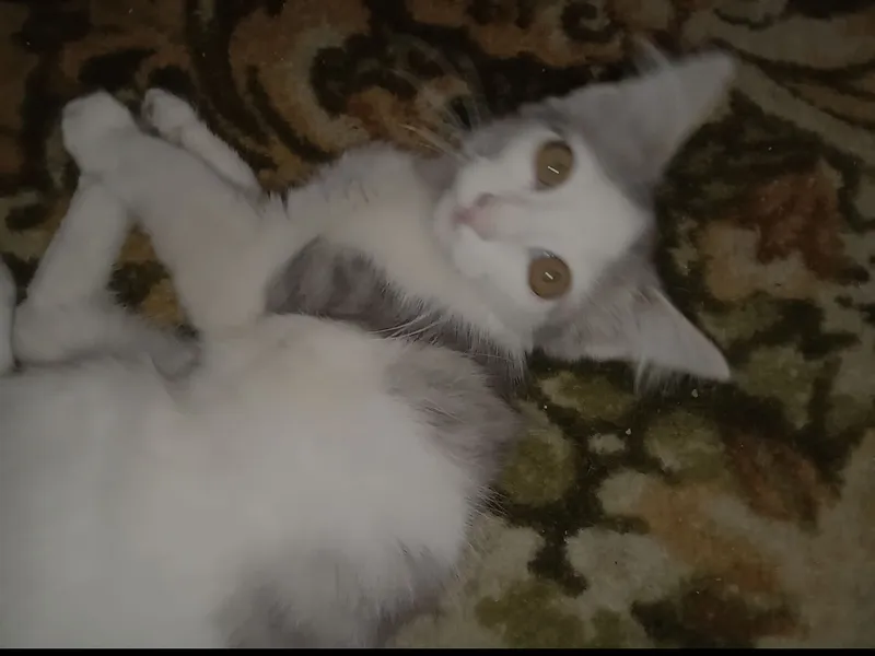 mushuk sotiladi ovqati qoʻshib beriladi 2 mushuk sotiladi ovqati qoʻshib beriladi 2