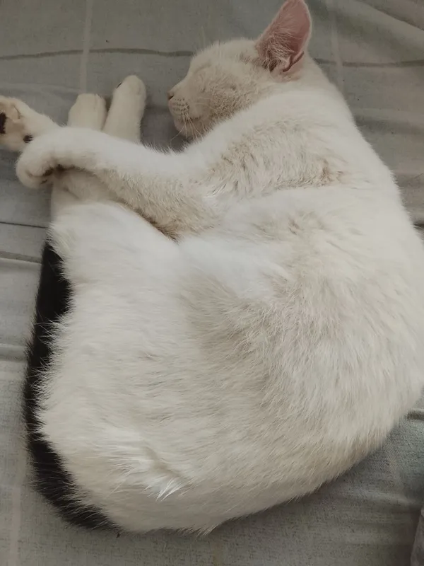 alu