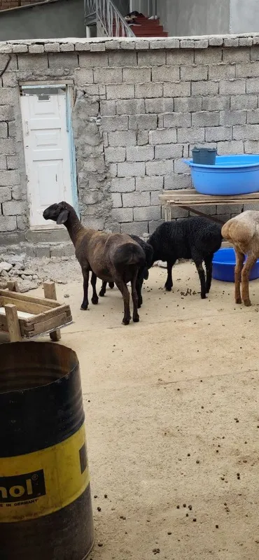Ona bola qoyla sotiladi bolari 3 oylik — фото 1