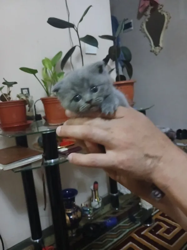 Котята британские скотиш фолд — фото 3