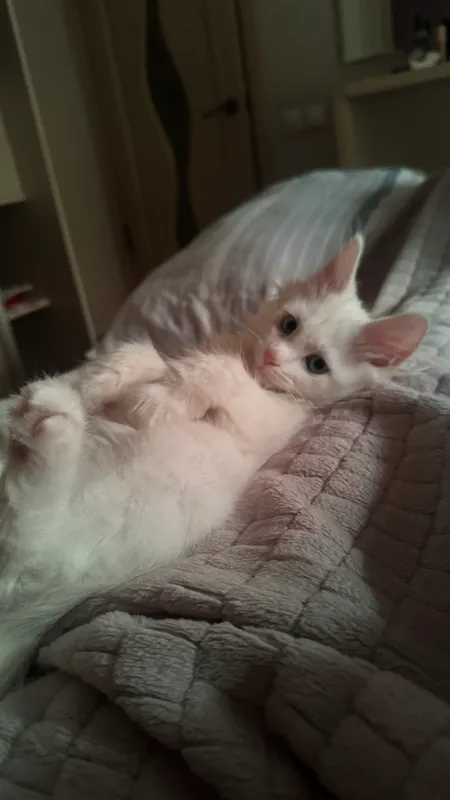 Котенок в добрые руки 1