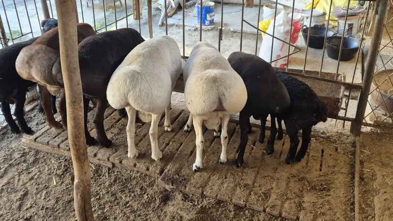 Qazoqi tagal sotiladi