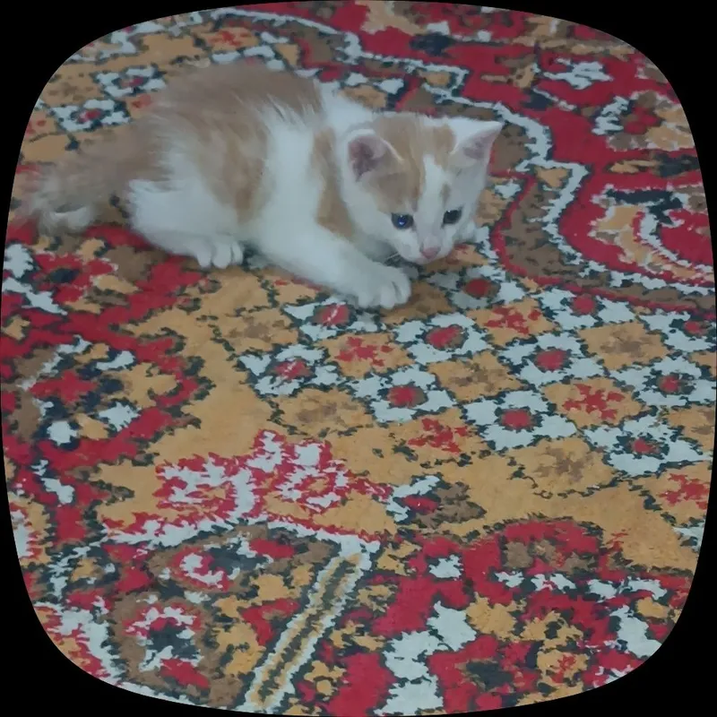 kichkina mushukcha 3 kichkina mushukcha 3
