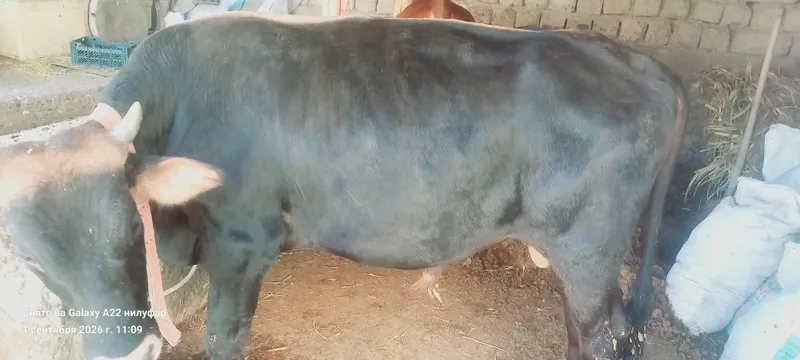 Mol sotiladi navos 4 Mol sotiladi navos 4