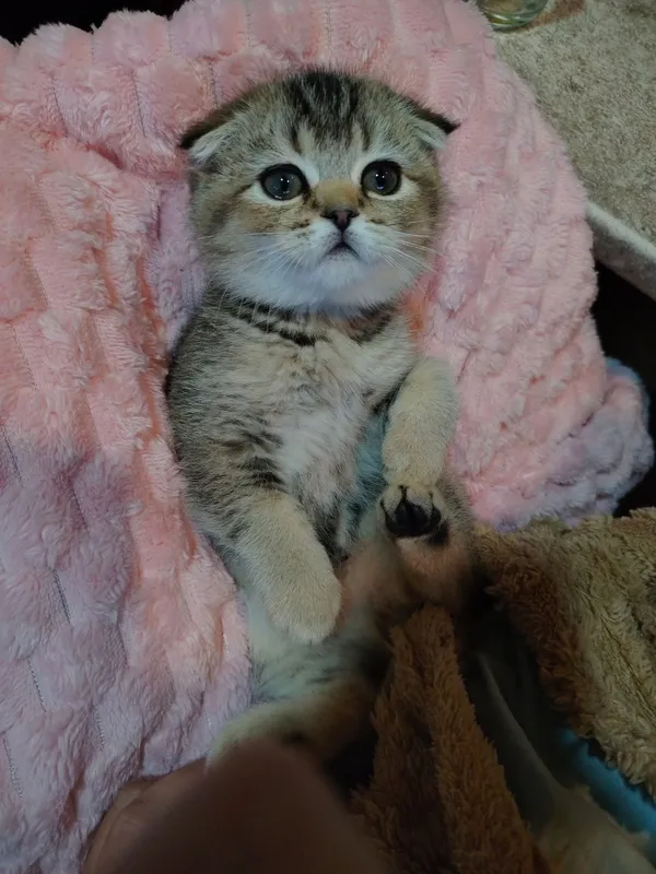 Котята продаю фолд 5 Котята продаю фолд 5