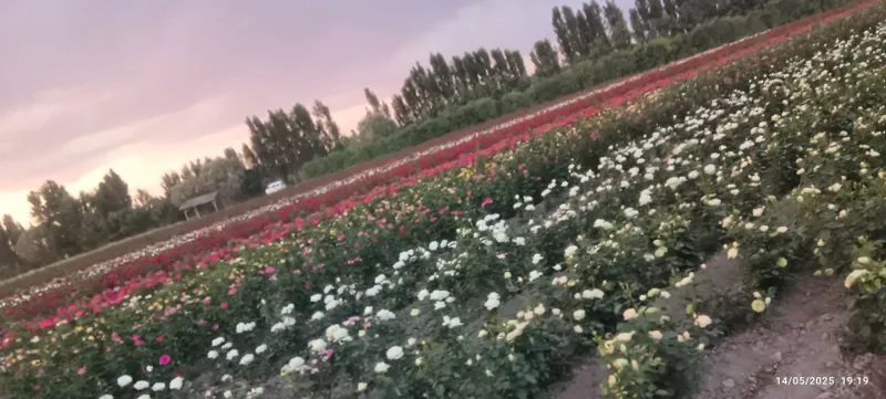Atirgul koʻchatlari bor sotiladi 16 hil tayor pachkalap koʻmilgan — фото 6