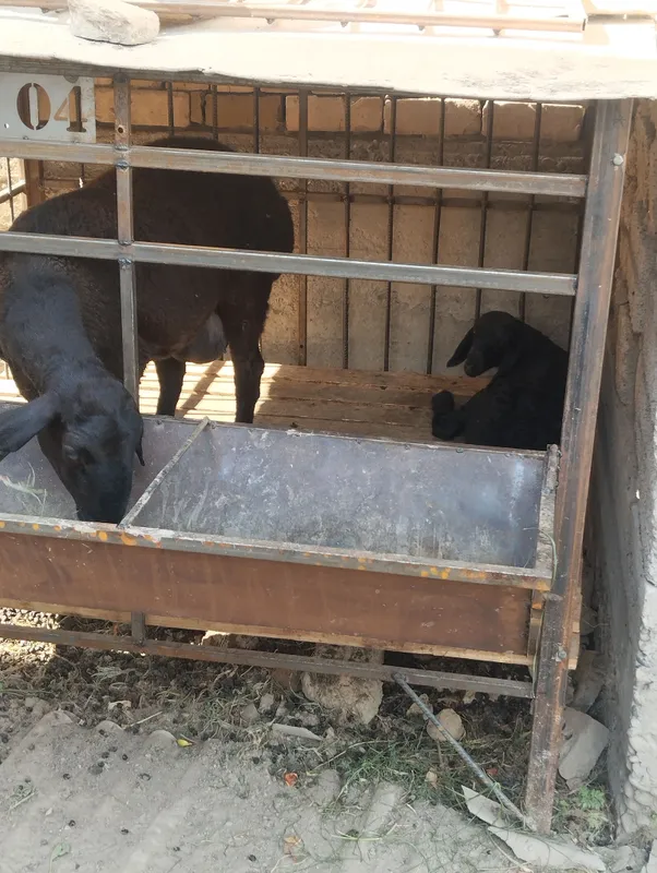 ona bola qo'y sotiladi