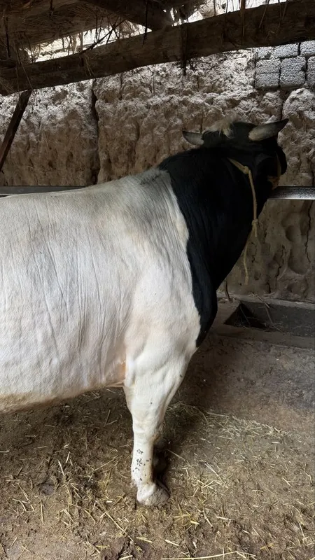 Mesni honadonda boqilgan buqa — фото 1