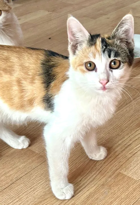 Котята В Бухаре. — фото 2