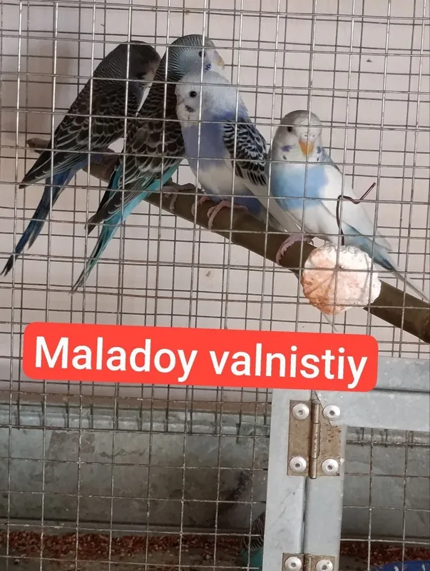 Nerazluchva , valnistiy Tòtiqushlar sotiladi 2 Nerazluchva , valnistiy Tòtiqushlar sotiladi 2