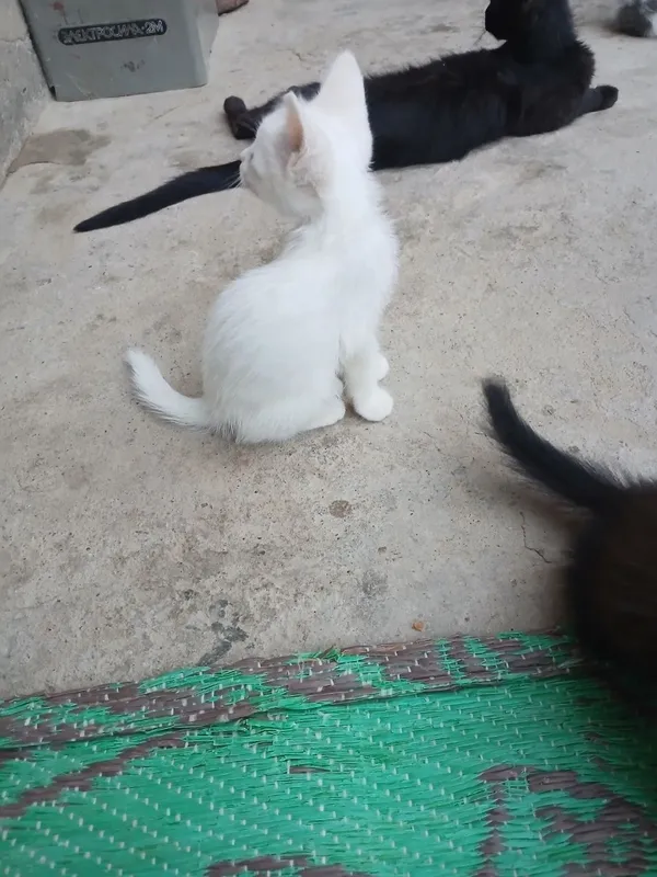 Bepul mushuklar termiz shaxar 4 Bepul mushuklar termiz shaxar 4
