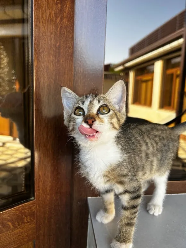 Отдам Котёнка в Хорошие Руки 3 Отдам Котёнка в Хорошие Руки 3