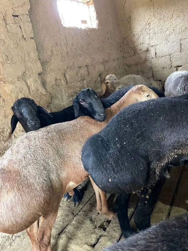 Qoylar bor arpa bugdoyla yep kotta bogan 40kg dan 60 kggacha — фото 2