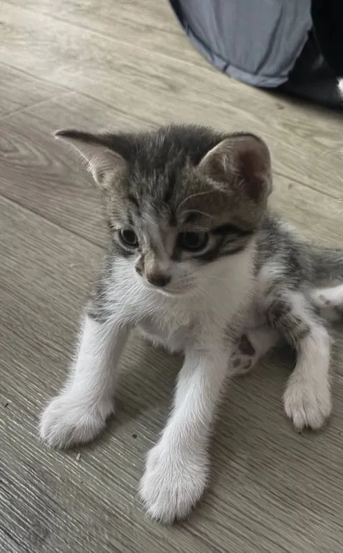 Котята в добрые руки 1