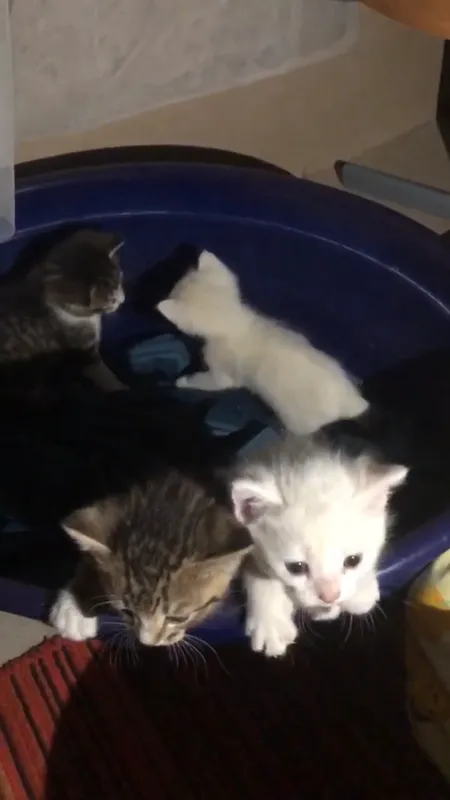 Котята Котята