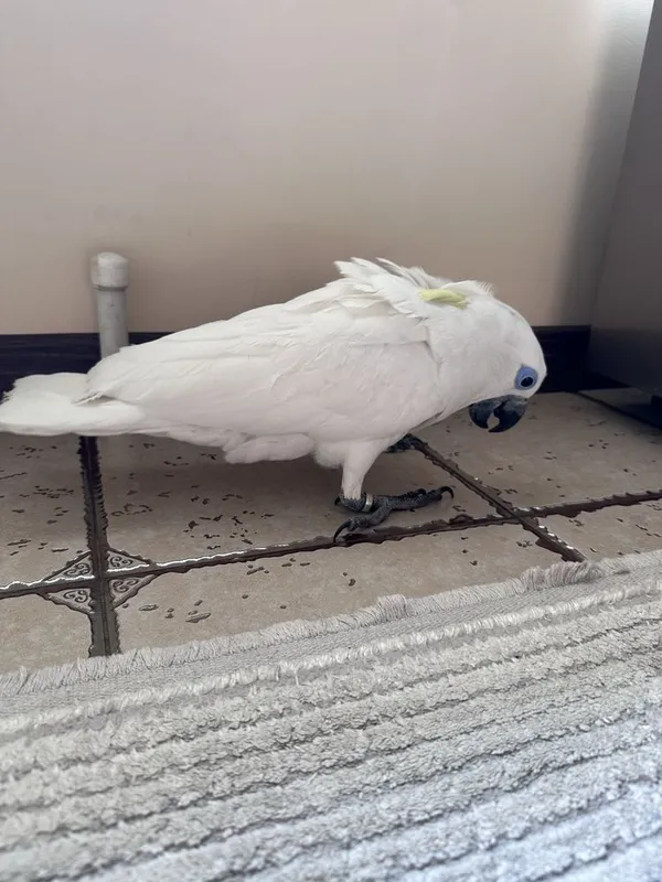 Какаду Голубо Глазый (Blue eyes cockatoo) 5 ойлик куш донга тушкан. — фото 4