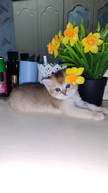 Котенок мальчик Тикированная Шиншилла NY25 1